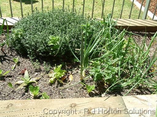 Mixed Herbs 